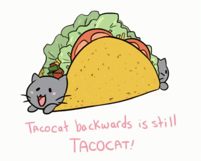 Cat In Taco Tacocat Backwards Is Still Tacocat GIF