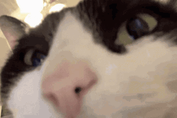 Cat In The Club GIF