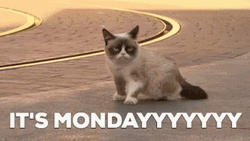 Cat In The Middle Of The Road Monday Meme GIF