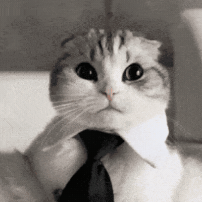 Cat In Tie And White Shirt GIF