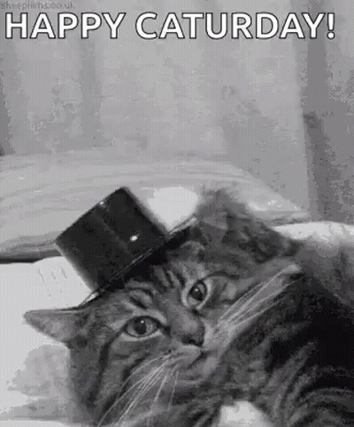 Cat In Top Hat Lying On Bed Happy Saturday GIF