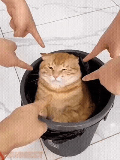 Cat In Trash Can Surrounded By People's Hands GIF