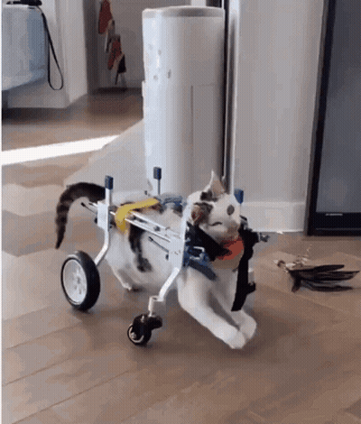 Cat In Wheelchair Running GIF
