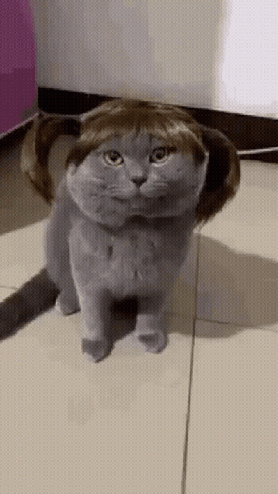 Cat In Wig Pigtails On Tiled Floor GIF