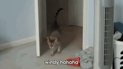 Cat In Windy Fan GIF