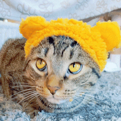 Cat In Yellow Hat Saying Spazcat GIF