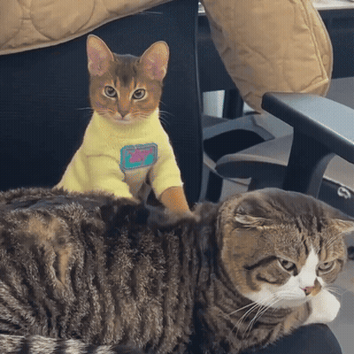 Cat In Yellow 'Kitty' Sweater On Cat GIF