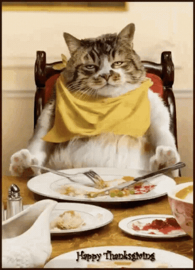 Cat In Yellow Scarf Happy Thanksgiving GIF