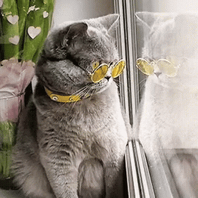 Cat In Yellow Sunglasses Looking Out Window GIF