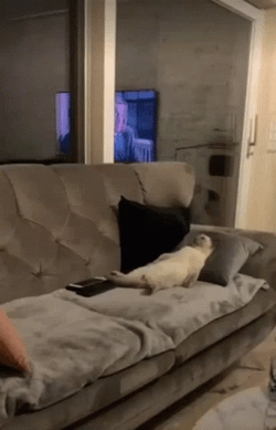 Cat Is Chilling Lay Down GIF