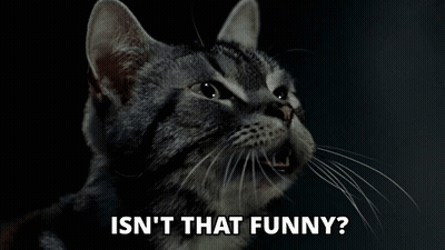 Cat Isn't That Funny GIF
