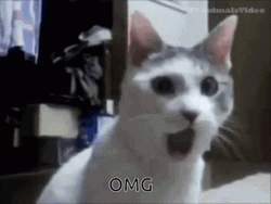 Cat Jaw Dropped Omg You Look Marvelous Reaction GIF