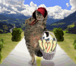 Cat Juggling Funny Animal  GIF