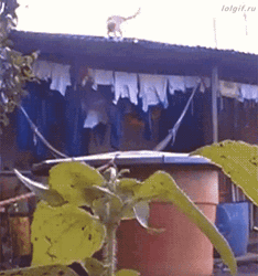 Cat Jump And Wet Running GIF