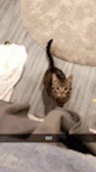 Cat Jump Attack GIF