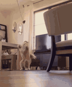 Cat Jump From Explosion Explode GIF