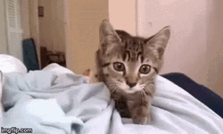 Cat Jumping GIF
