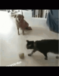 Cat Jumping GIF