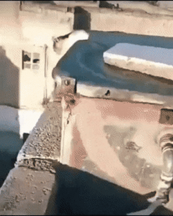 Cat Jumping From Rooftop GIF