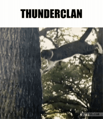 Cat Jumping From Tree Thunderclan GIF