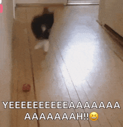 Cat Jumping GIF