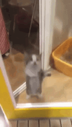 Cat Jumping Glass Door GIF