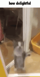 Cat Jumping How Delightful GIF