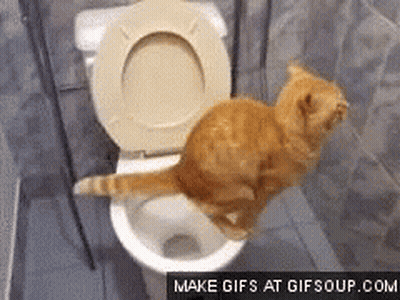Cat Jumping Into Toilet GIF