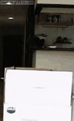 Cat Jumping Never Ending Loop GIF
