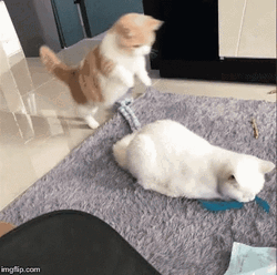 Cat Jumping On Another Cat Funny Hug GIF
