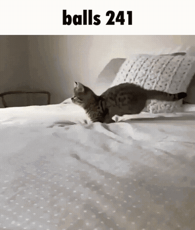 Cat Jumping On Bed Balls 241 GIF