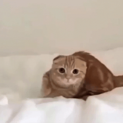 Cat Jumping On Bed Loop GIF