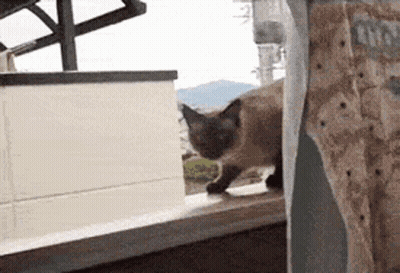 Cat Jumping On Bed Saying Balls 241 GIF