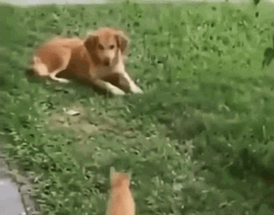 Cat Jumping On Dog Face GIF