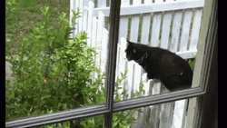 Cat Jumping On Plant GIF