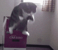 Cat Jumping Out Of Box Loop GIF