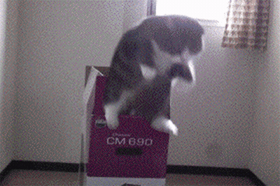 Cat Jumping Out Of Box Saying CM 690 GIF