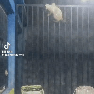Cat Jumping Over Fence In Room GIF