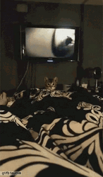 Cat Jumping GIF