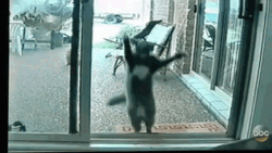 Cat Jumping Sliding Door GIF