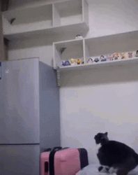 Cat Jumping Small GIF