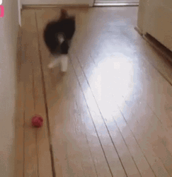 Cat Jumping With Ball GIF