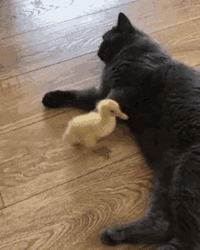Cat Kicking A Duck GIF