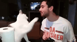 Cat Kiss  Attempt Fail GIF