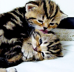 Cat Kiss Kitten Cuddle GIF