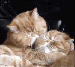 Cat Kiss Lick Persian Tabby GIF