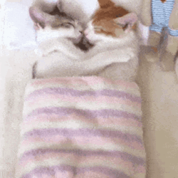 Cat Kiss Peaceful Sleeping GIF
