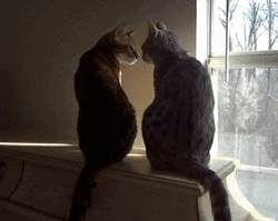 Cat Kiss Romantic GIF