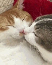 Cat Kiss Sleeping GIF