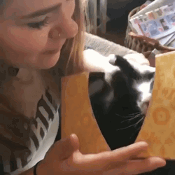 Cat Kiss Smooches GIF